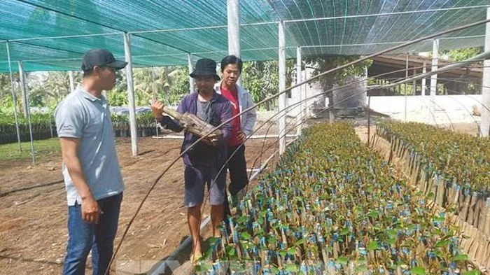 'Thủ phủ' cây giống miền Tây rầm rộ lên TikTok chốt đơn