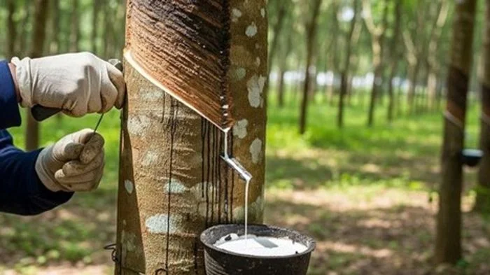 Xuất khẩu cao su đạt 860,9 triệu USD, chịu áp lực giảm giá và rào cản EUDR